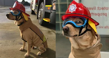 Meet Ember: The hero doggie helping fireys