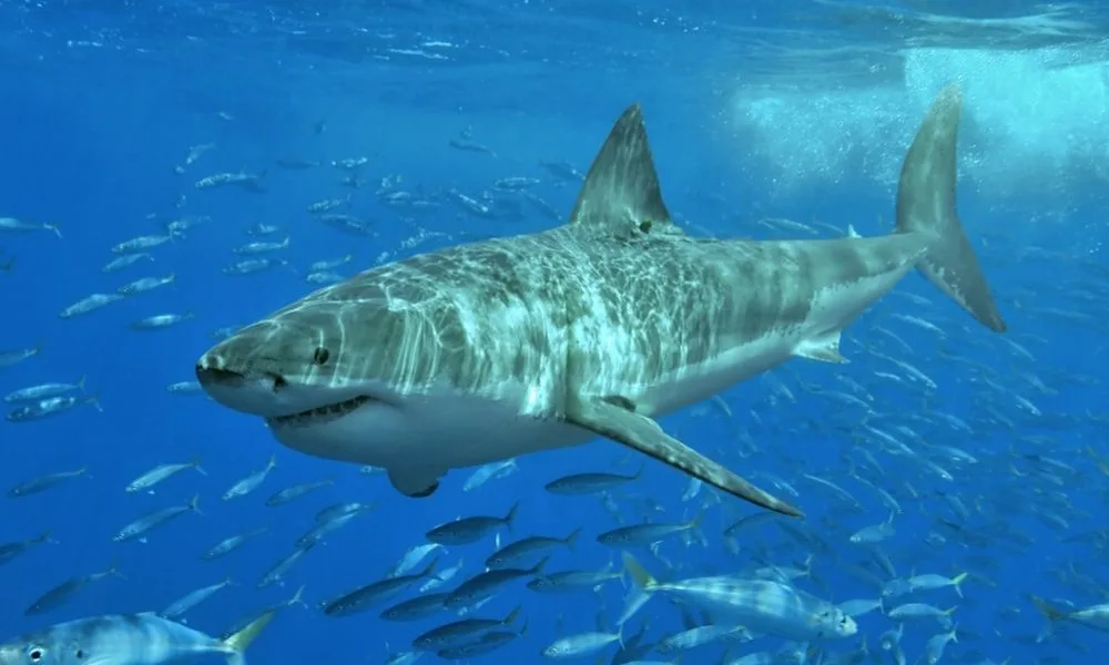 A pig-eye shark caught got up in Juanita's line. Credit: Getty