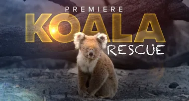 A first look at the heartwarming show Koala Rescue