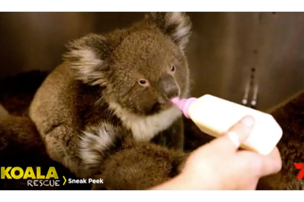 Koala on Koala Rescue