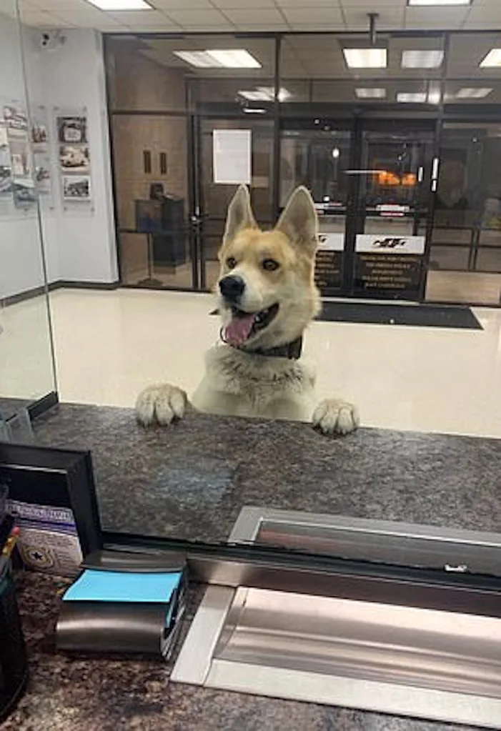Chico dog lost