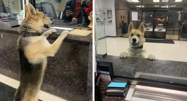 Chico the dog reports himself missing to the police!