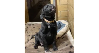 Super cute labrador tries to win over potential adopters by smiling at them