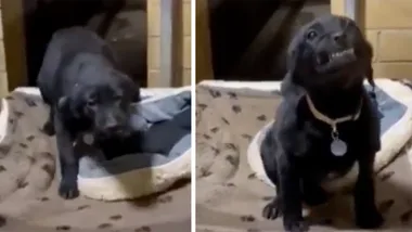 Cute dog smiles at animal shelter visitors