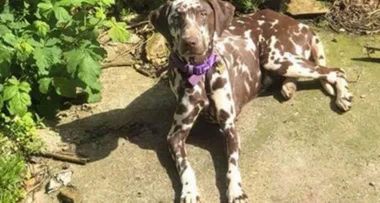 Therapy dog stolen from 12-year-old girl is found dead