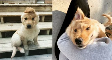 Rae the ‘unicorn-dog’ captures hearts on Instagram