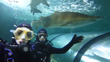 Shark Diving at Sea Life with Deliveroo!