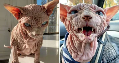 Xherdan the Sphynx is dubbed the ‘world’s scariest cat’