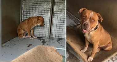 Aussies rally behind Boston the bulldog to help him find loving home