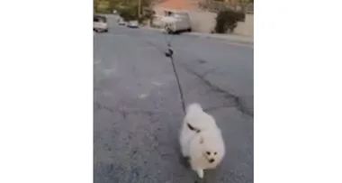 Man practices social distancing by using drone to walk pet dog