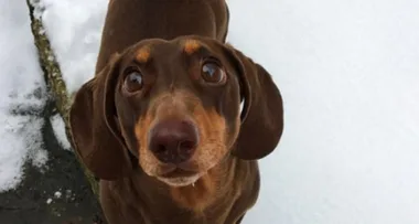 Dog sprains his tail from ‘excessive wagging’ since owners have been in lockdown