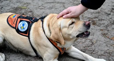 Scientists are training dogs to sniff out coronavirus in bid to slow deadly pandemic