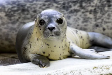 Zoo forced to consider feeding animals to each other