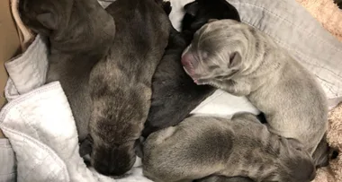 Bundle of love: Record Australian puppy litter born