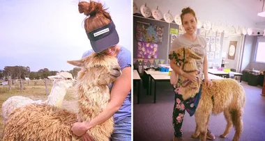 Unlikely friendship: My best mate’s an alpaca!
