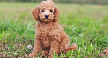 Man is charged after allegedly KICKING a toy poodle