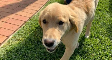 Vets astounded by random object found inside golden retriever puppy