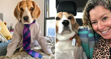 ‘It’s called social DOG-stancing’ Dave the beagle opens up about life in isolation