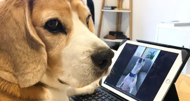 Dog’s hilarious account of being stuck in quarantine with owner