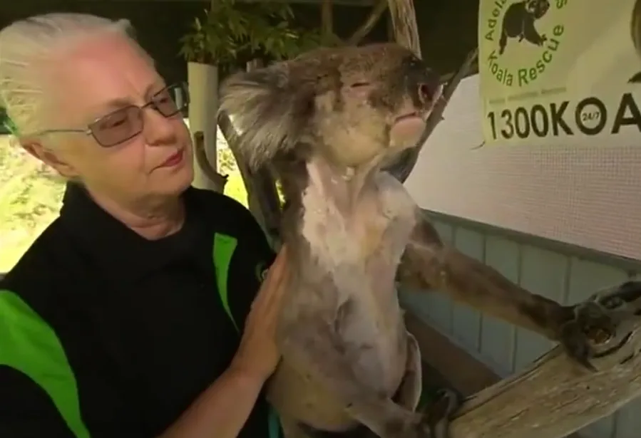 Danny the Koala