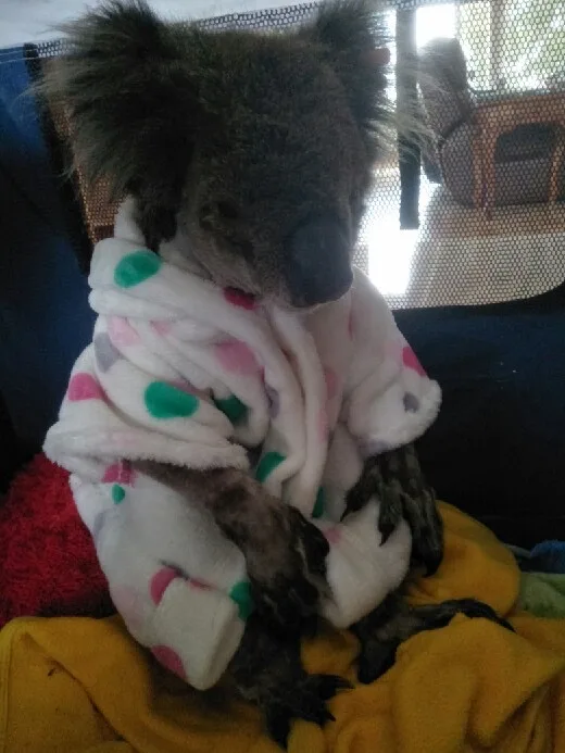Danny the Koala