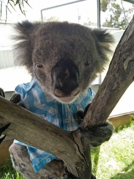 Danny the Koala