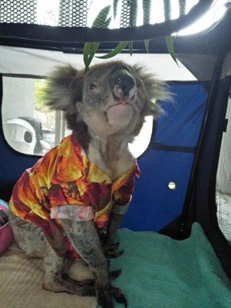 Danny the Koala