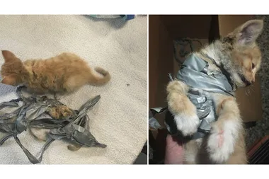 Tiny kitten found dumped in wheelie bin had FIRECRACKER taped to her body