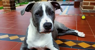My pup’s a mum to 200 rescues