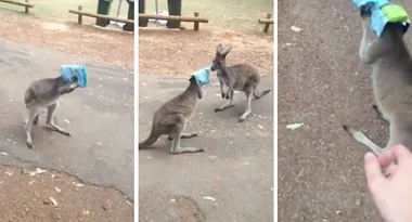 Kangaroo foiled by popcorn packet caught on camera