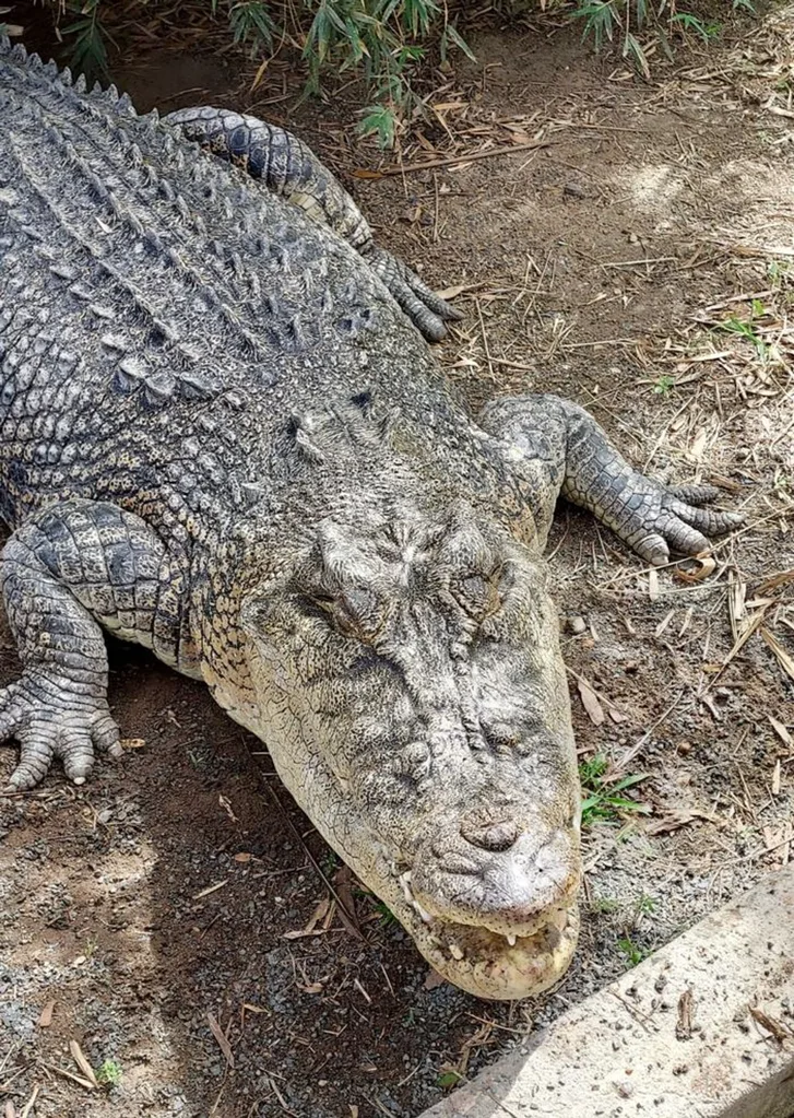 Now 59, Charlene is three metres long and weighs 250 kilos
