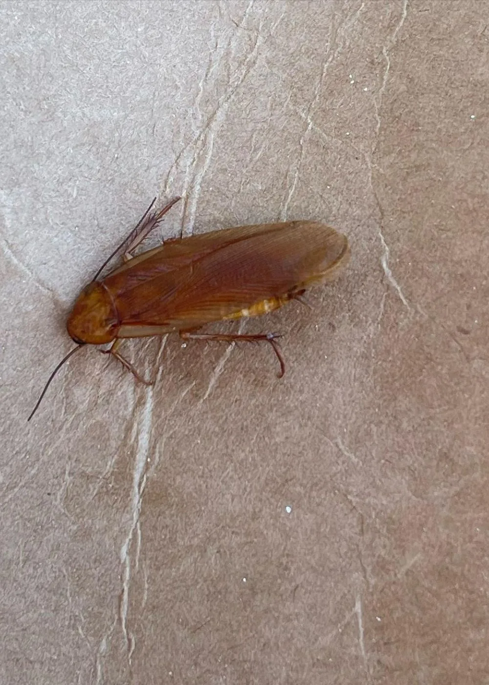 Cockroach in Kirsty's ear