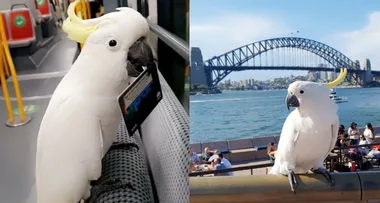 My Cockatoo Catches The Tram