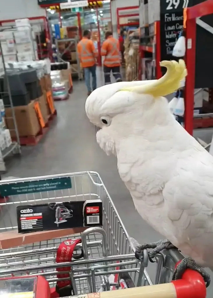 Cookie the cockatoo