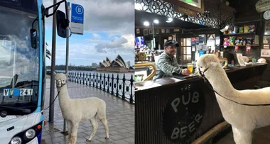 My Alpaca Goes To The Pub!