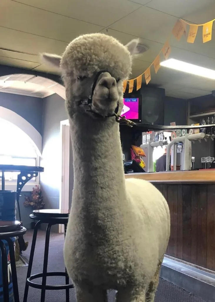 Hephner a the pub