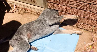 Chasing the cat landed this pooch in a hole lot of trouble