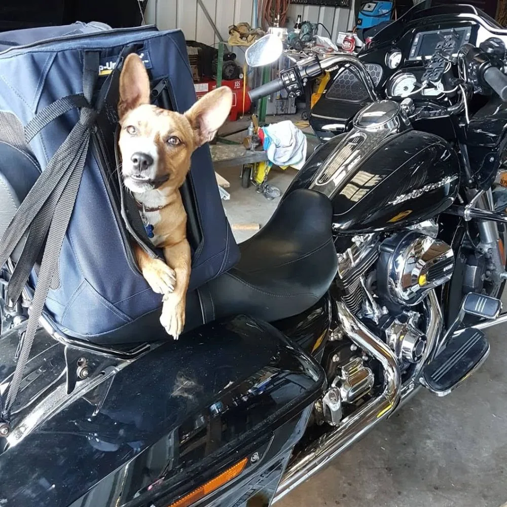 Andrew Darwood and Tassie