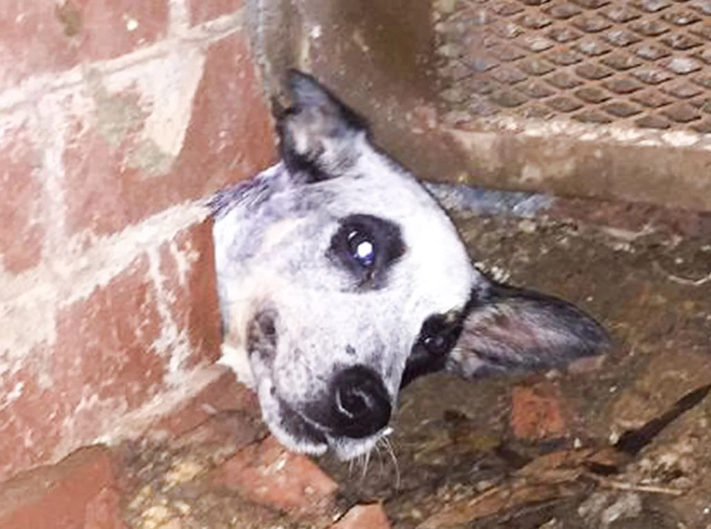 Iris the dog with her head trapped in the wall