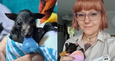 My Bat Thinks It’s A Dog!