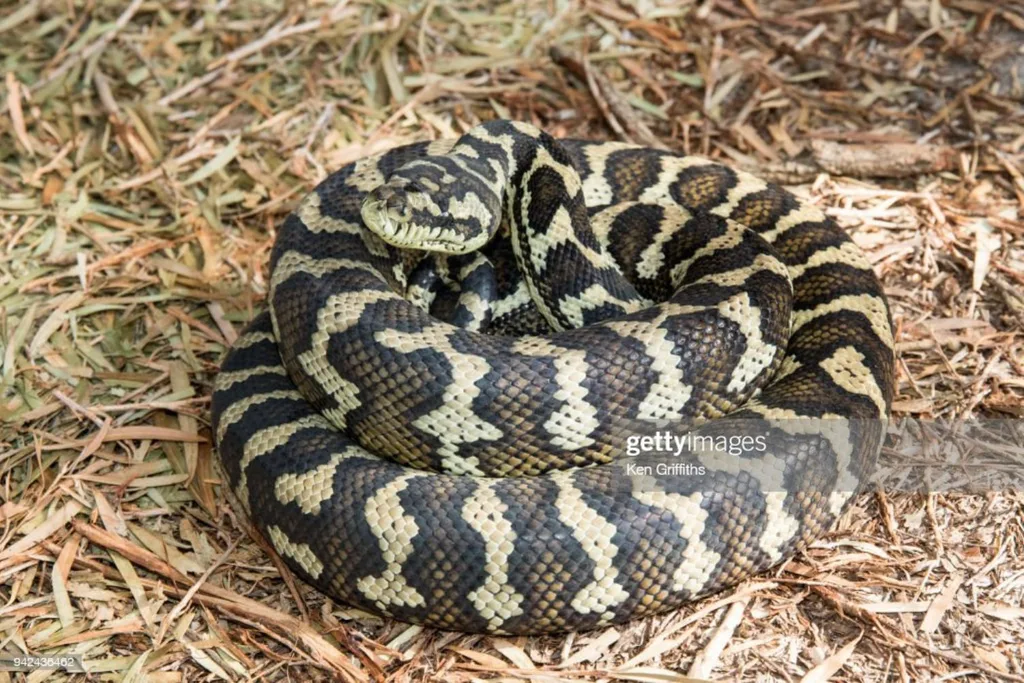 Python
