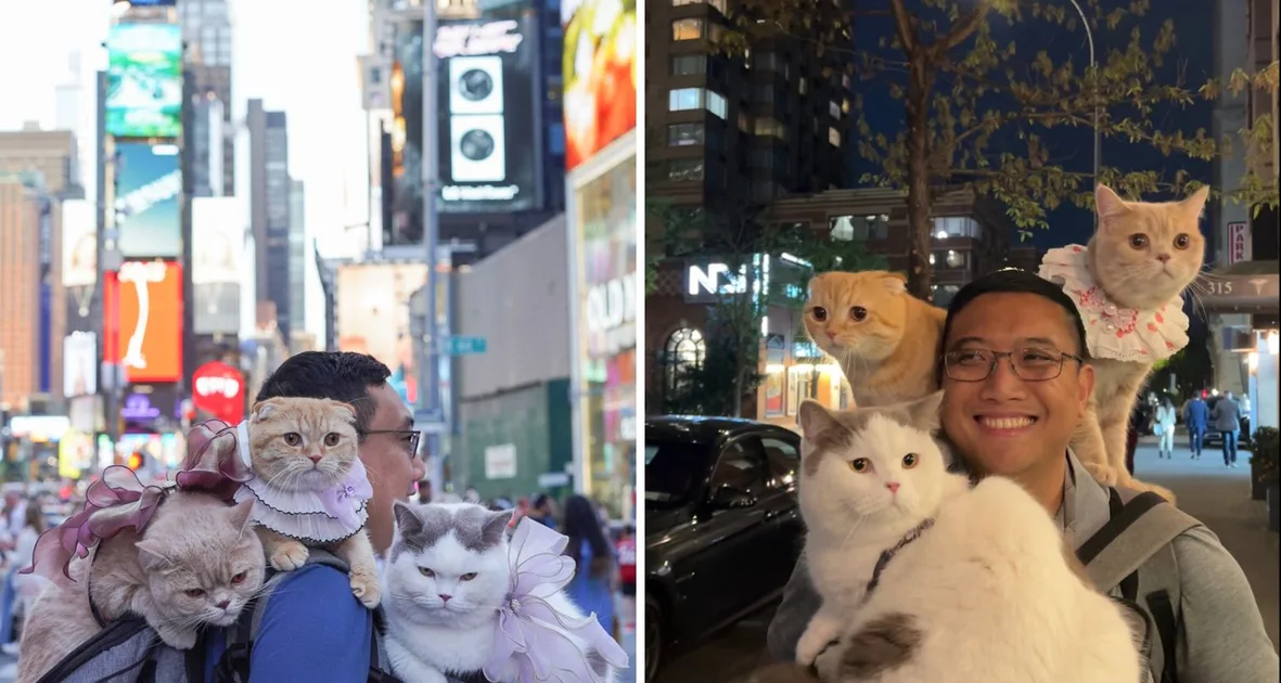 Real Life: My cats are globetrotters