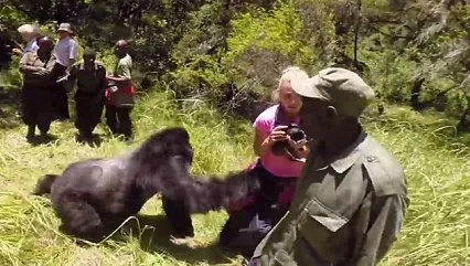 Gemma Cosgriff is pushed by a wild male silverback gorilla on holiday in Rwanda