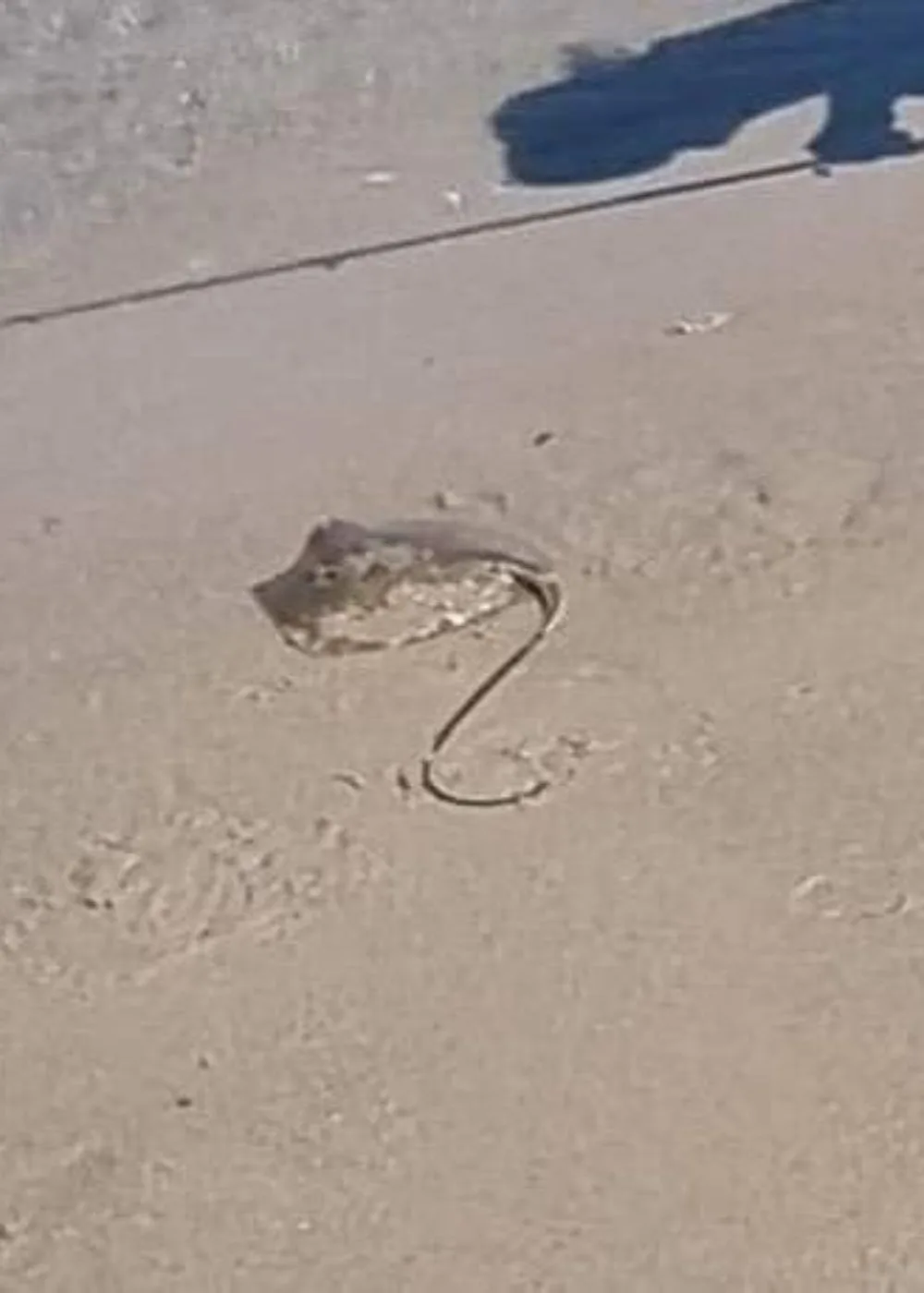 Stingray Breanna Wilson