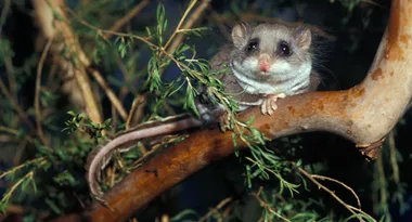 Absolutely tiny feathertail glider is the smaller patient at Australia Zoo’s Wildlife Hospital