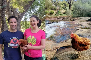 Meet Wendy The Travelling Chook