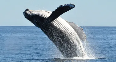 Amazing photo captures moment whale watchers fail at their one job