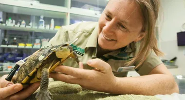 With a little creativity one woman was determined to save this turtle