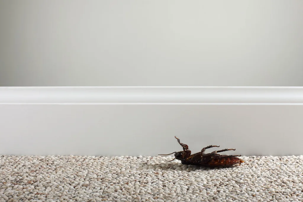Cockroach dead against a board