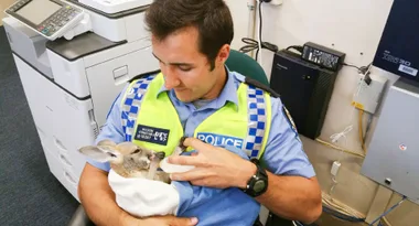 The little joey lay orphaned at the side of the road until this hero stepped in